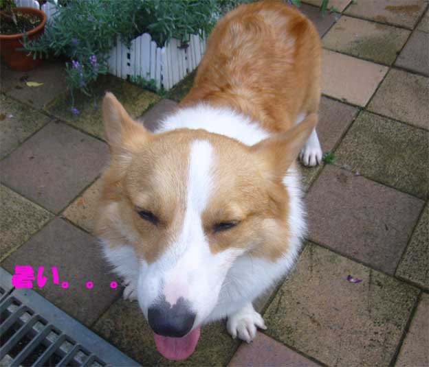 e0018604_16451920.jpg
