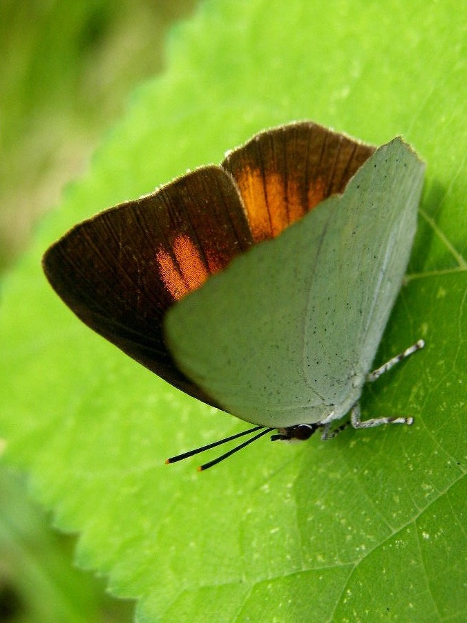 e0064158_1143184.jpg