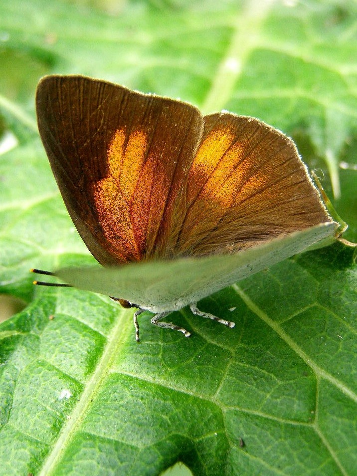 e0064158_1145676.jpg