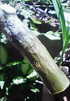 f0138465_21342474.jpg