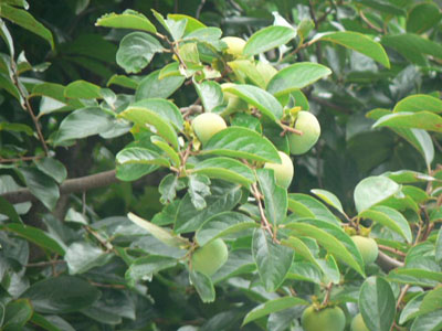 f0086169_1527532.jpg