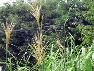f0086169_15294493.jpg