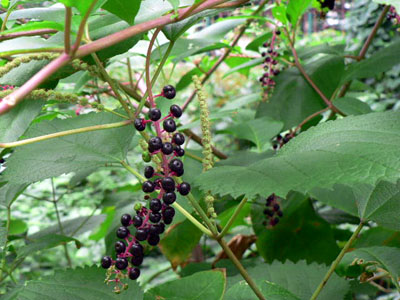 f0086169_15341392.jpg