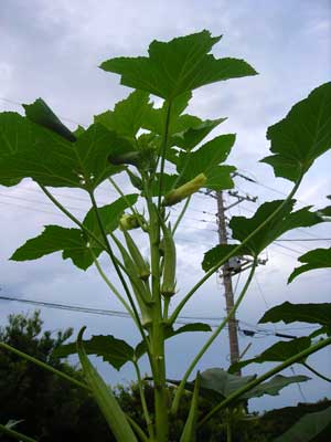 e0097770_23174910.jpg