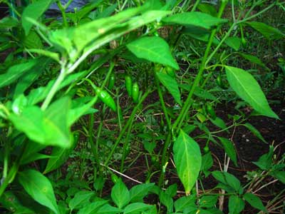 e0097770_23184259.jpg