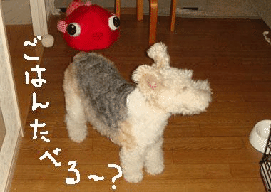 b0091373_13101282.gif