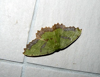 d0019074_74081.jpg