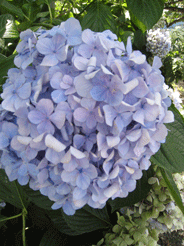 a0062983_1257881.gif