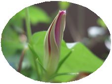 b0001326_12284599.jpg