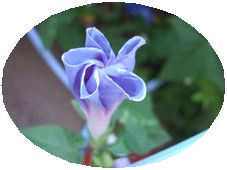 b0001326_12293551.jpg