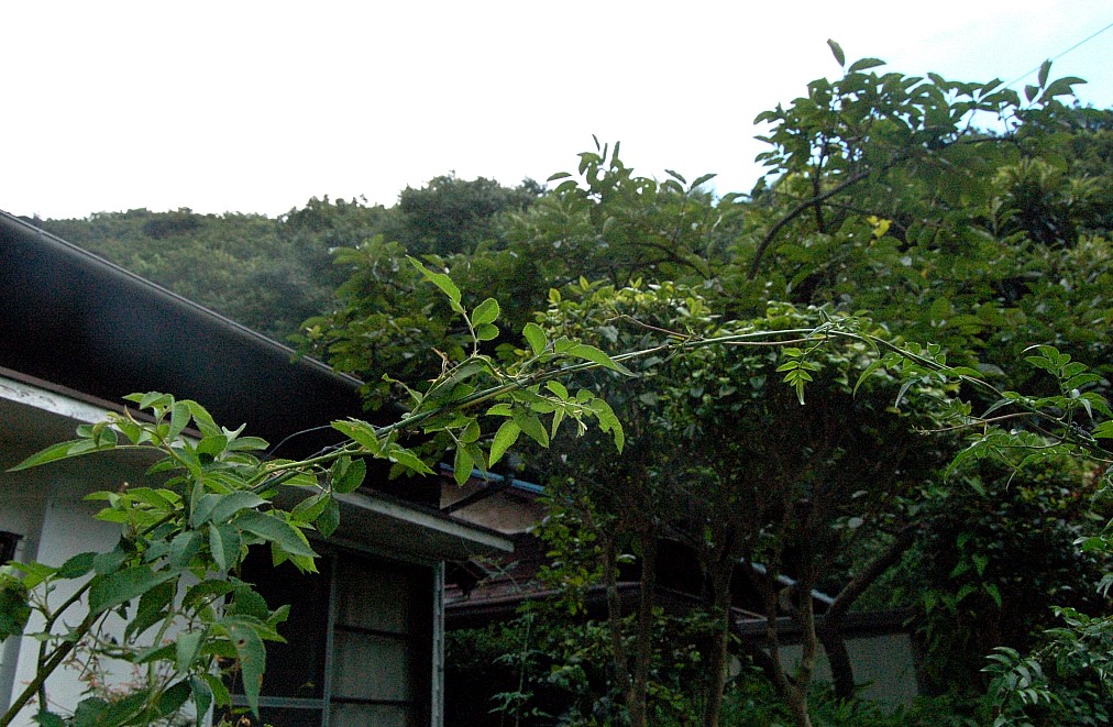 e0107030_9372732.jpg