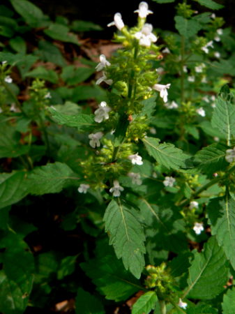 d0091754_1725216.jpg