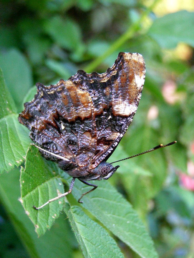 e0064158_1431310.jpg