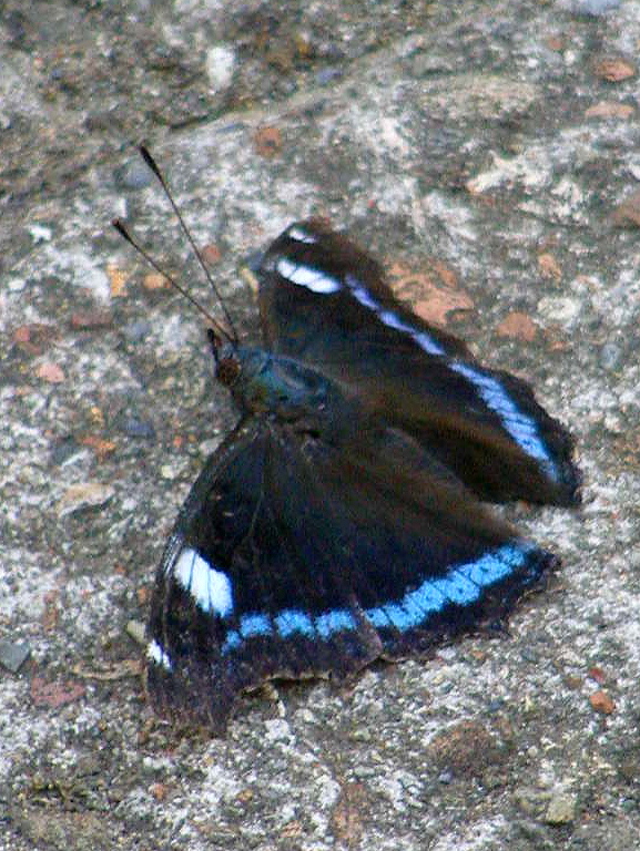 e0064158_1453334.jpg