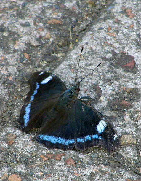 e0064158_1455498.jpg