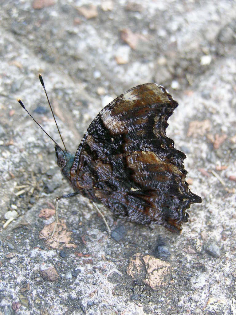 e0064158_147931.jpg