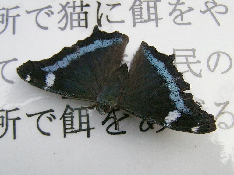 e0064158_1492290.jpg