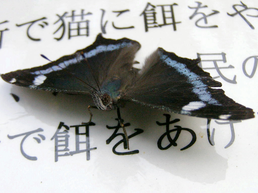 e0064158_149438.jpg