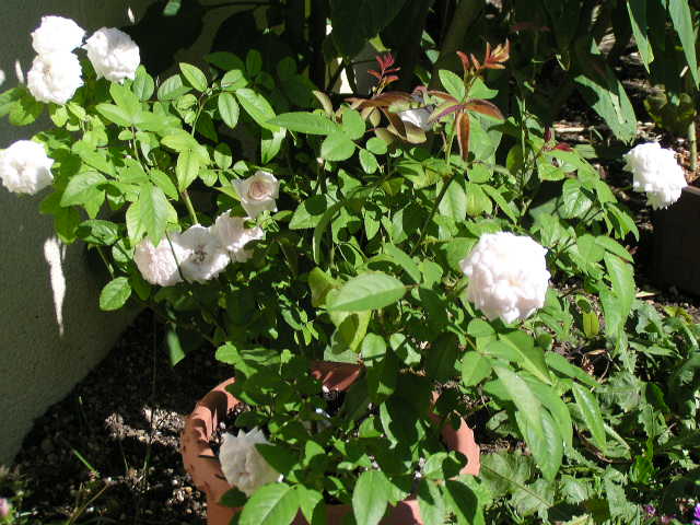 f0074659_2315293.jpg