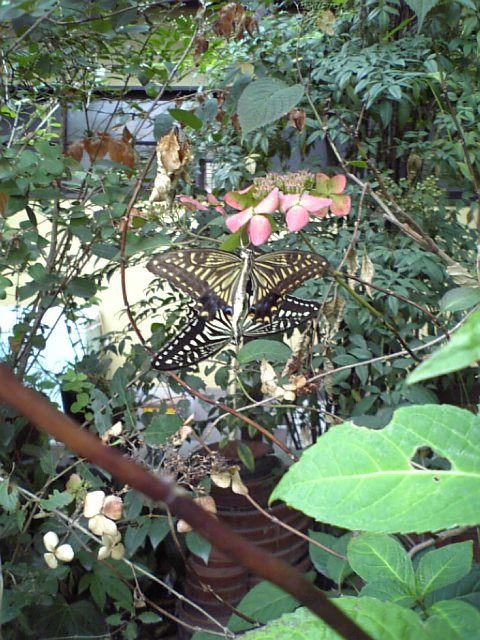 c0124776_623455.jpg