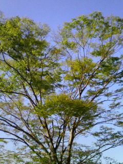c0082785_848231.jpg