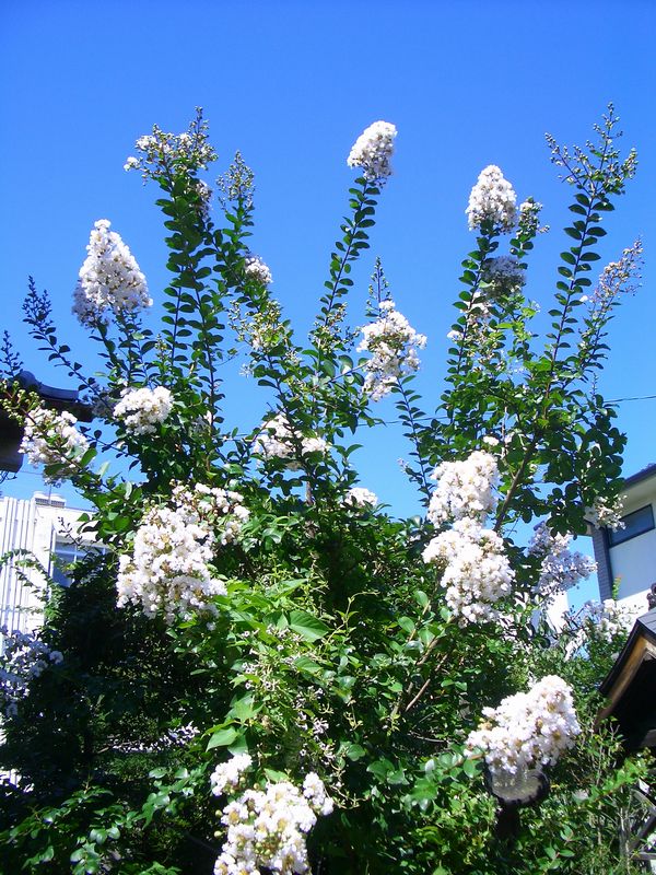d0069498_1661595.jpg