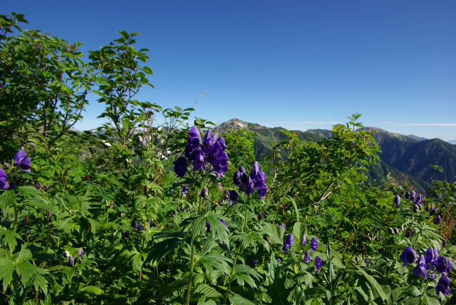 b0062024_6151159.jpg