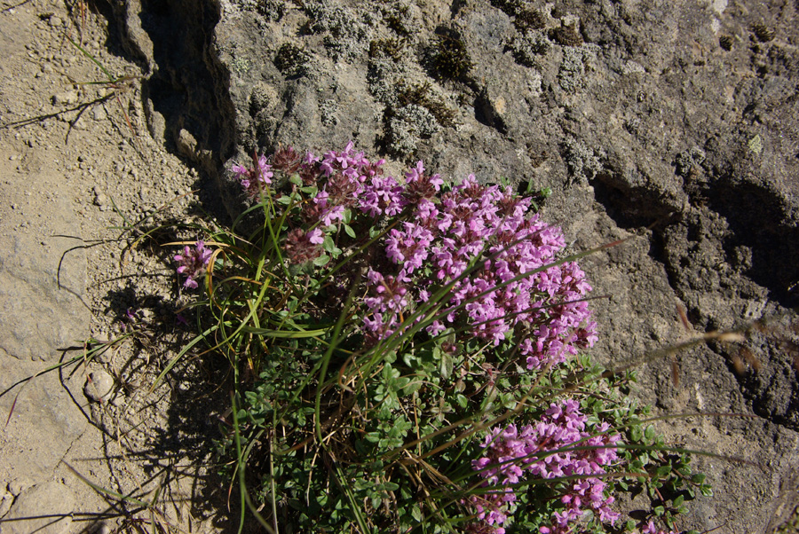 b0062024_6204736.jpg