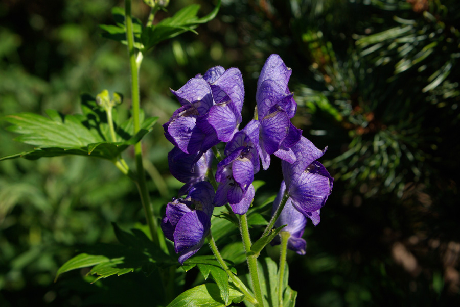 b0062024_6213586.jpg