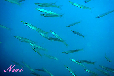 b0044726_234336.jpg
