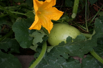 e0104941_522254.jpg