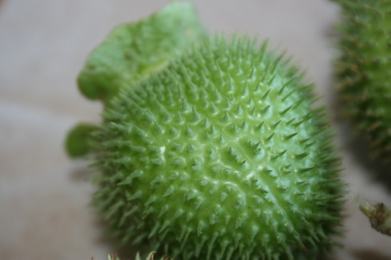 e0104941_5231251.jpg