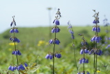 b0086858_16254795.jpg