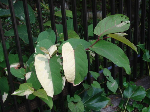 b0061261_168543.jpg