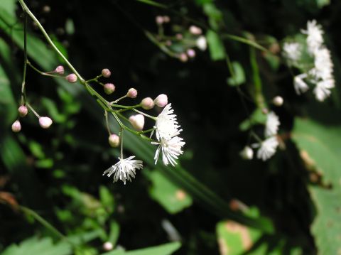 c0042869_17746.jpg