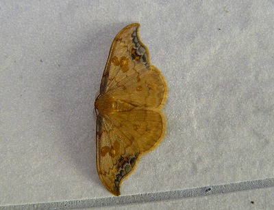 d0019074_6241125.jpg