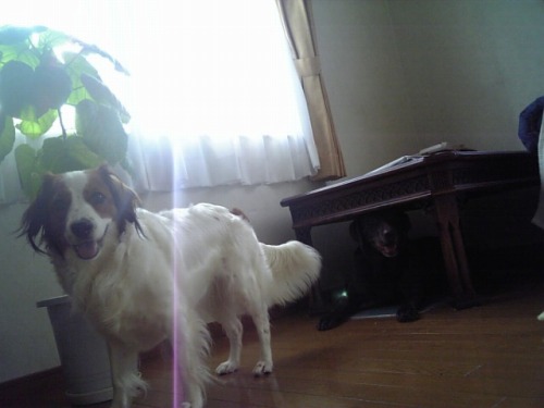 f0133681_2010195.jpg