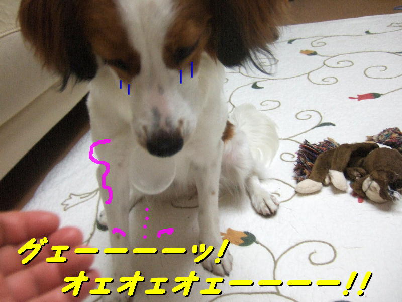 c0075585_1355919.jpg