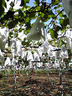 c0103205_20344173.jpg