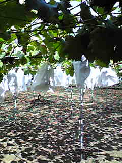 c0103205_20345830.jpg
