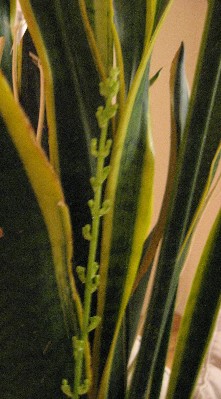 e0101106_19461747.jpg