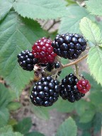 e0090714_14151415.jpg