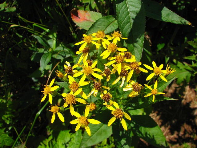 b0097836_21232436.jpg