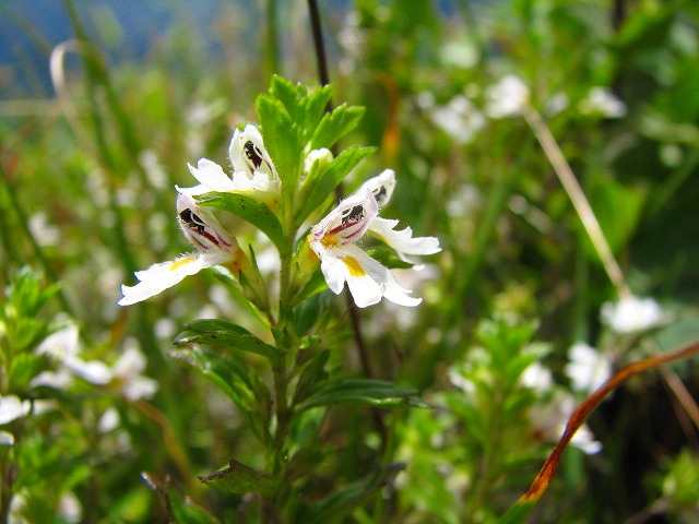 b0097836_21251765.jpg