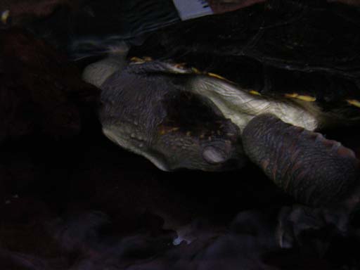 e0119439_2319165.jpg