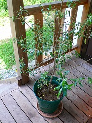 e0001860_11211061.jpg