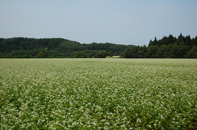 c0048667_20295423.jpg