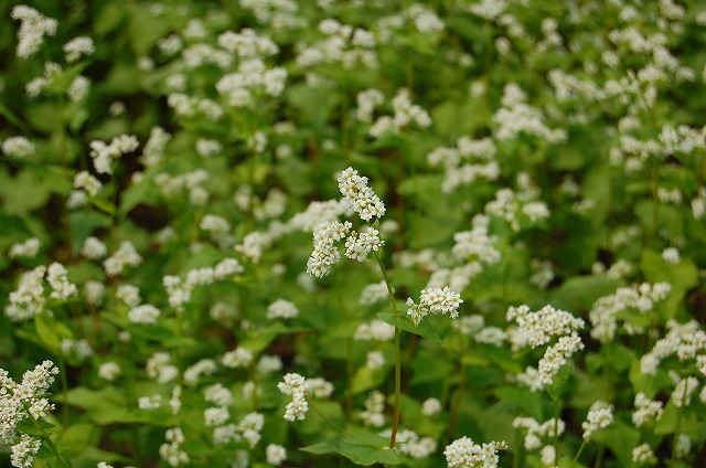 c0048667_20332356.jpg