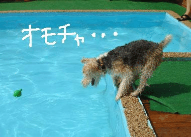 b0091373_12242318.gif