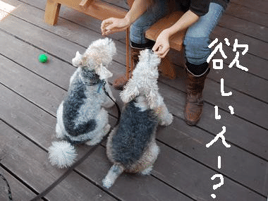 b0091373_2364929.gif